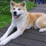 cane akita