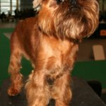 cane griffone bruxelles