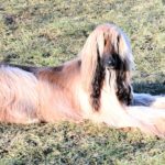 Cane Levriero Afgano
